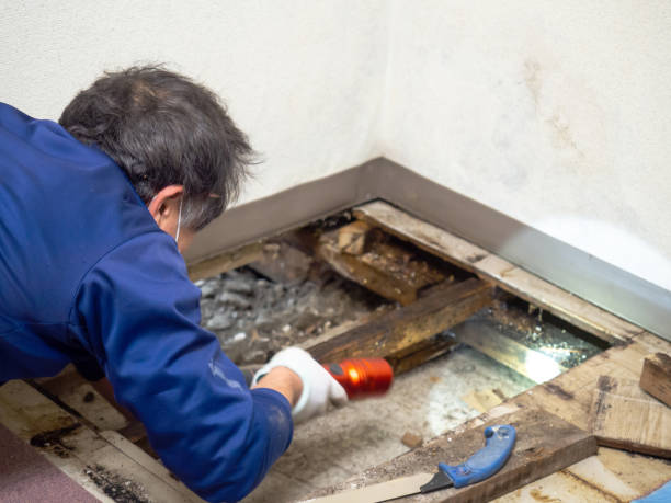 Best Mold Damage Repair  in Westwood, KS