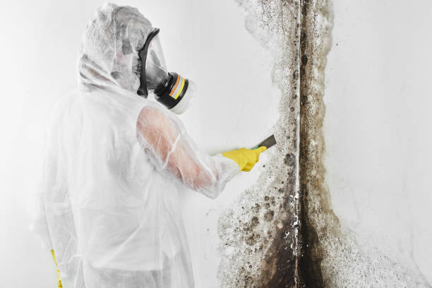 Best Certified Mold Removal  in Westwood, KS