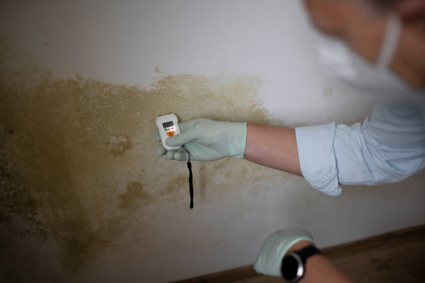 Mold Testing and Removal in Westwood, KS