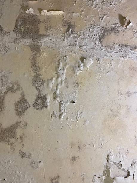 Best Crawl Space Mold Removal  in Westwood, KS