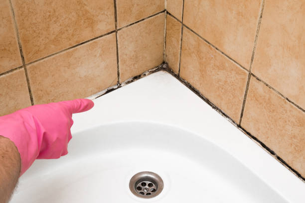 Best Professional Mold Removal  in Westwood, KS