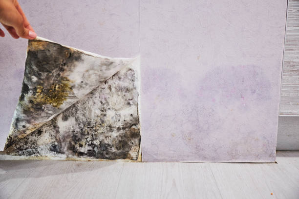 Best Attic Mold Removal  in Westwood, KS